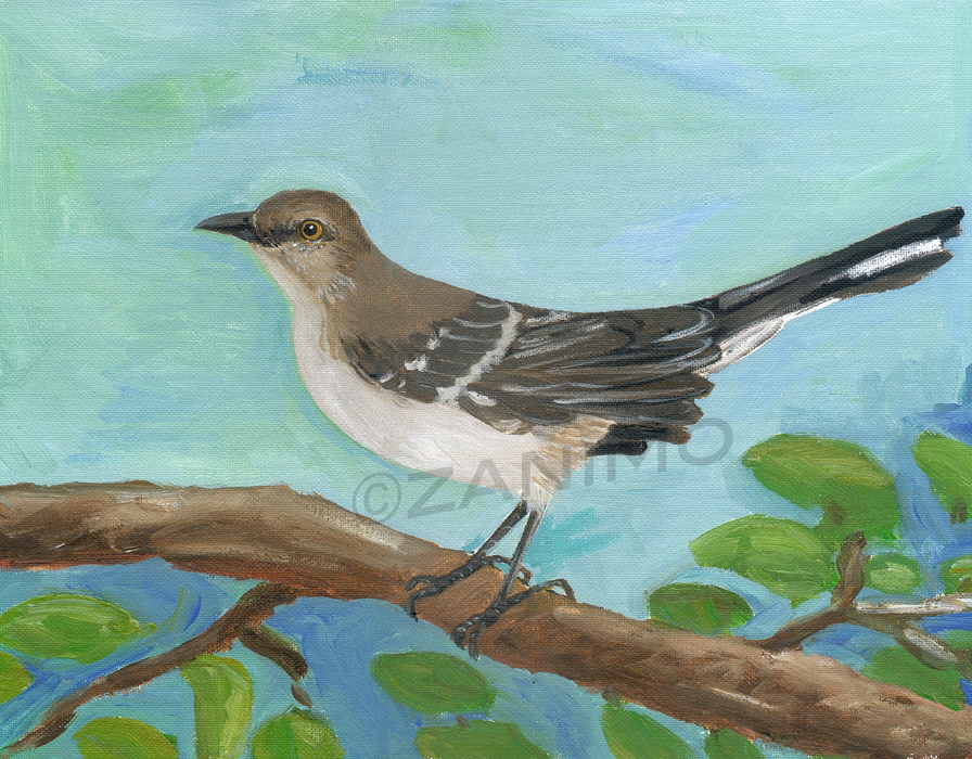 Northern Mockingbird