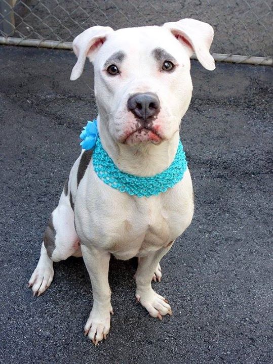 1006091_788569414489273_3403711737884489873_n