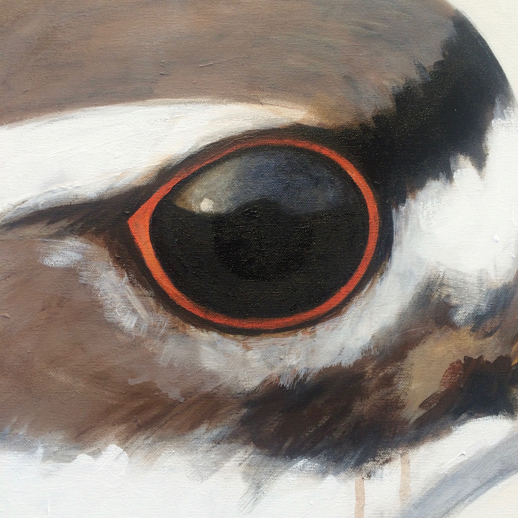 peinture, oiseaux, Îles de la Madeleine, zanimo, exposition, gourmande de nature, galerie, art, bird, birds, painting, bird painting, contemporary art, canadian artist