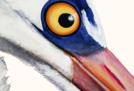 bird, bird art, zanimo, iles de la madeleine, color, wildlife, peinture d'oiseau, portrait d'oiseau, grand format