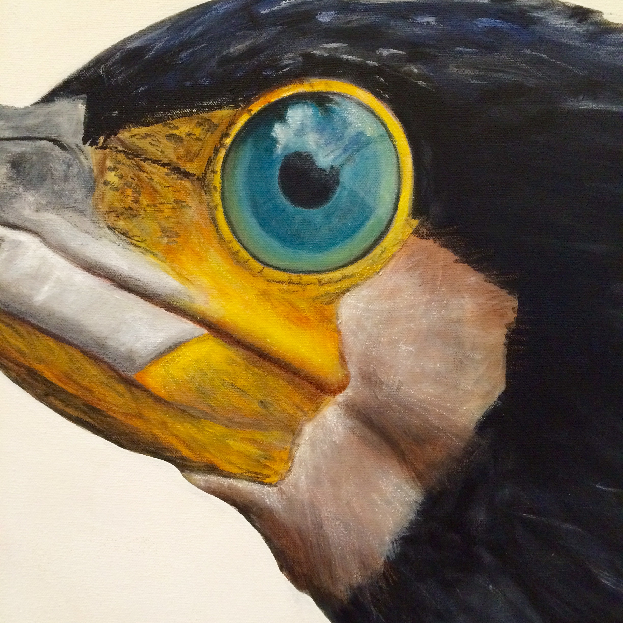 peinture, oiseaux, Îles de la Madeleine, zanimo, exposition, gourmande de nature, galerie, zanimo, art, bird, birds, bird painting, contemporary art, canadian artist