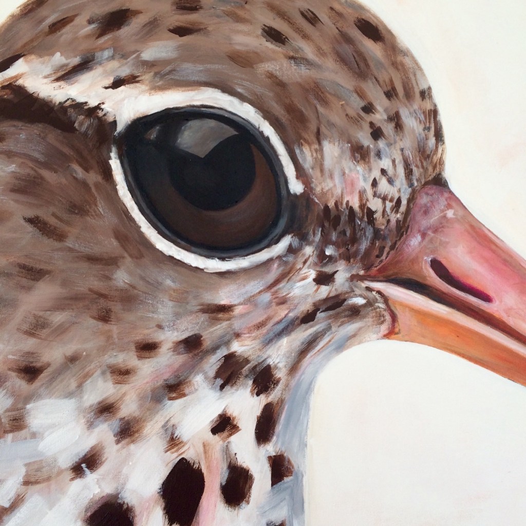 peinture, oiseaux, Îles de la Madeleine, zanimo, exposition, gourmande de nature, galerie, art, bird, birds, painting, bird painting, contemporary art, canadian artist