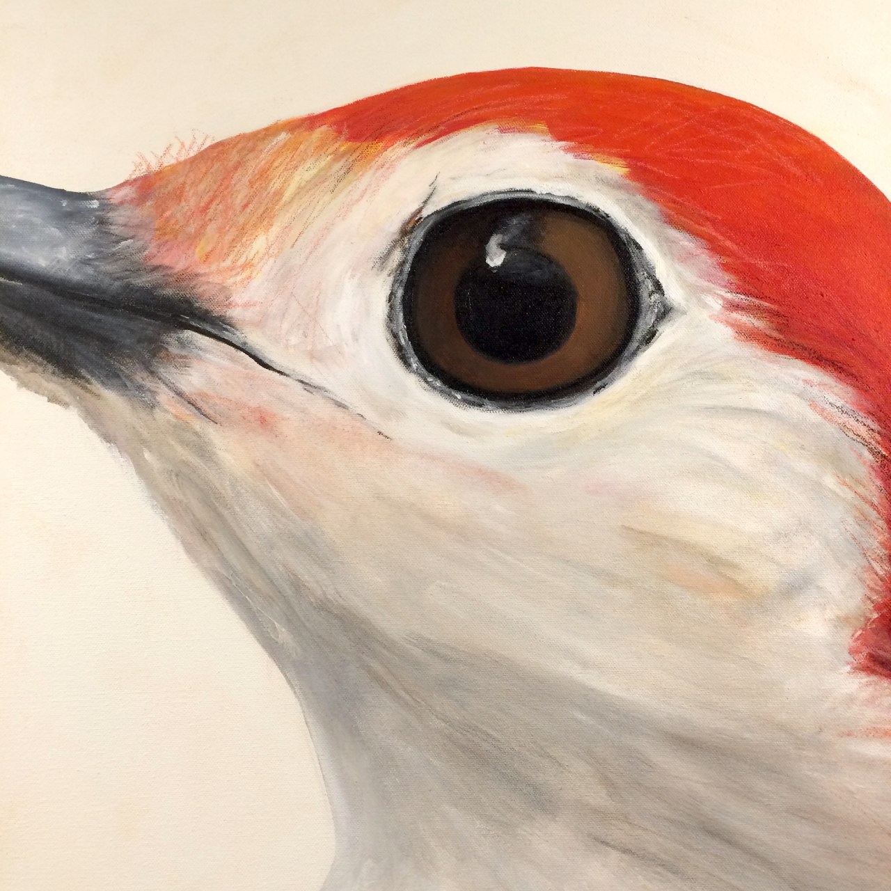 peinture, oiseaux, Îles de la Madeleine, zanimo, exposition, gourmande de nature, galerie, zanimo, art, bird, birds, bird painting, contemporary art, canadian artist