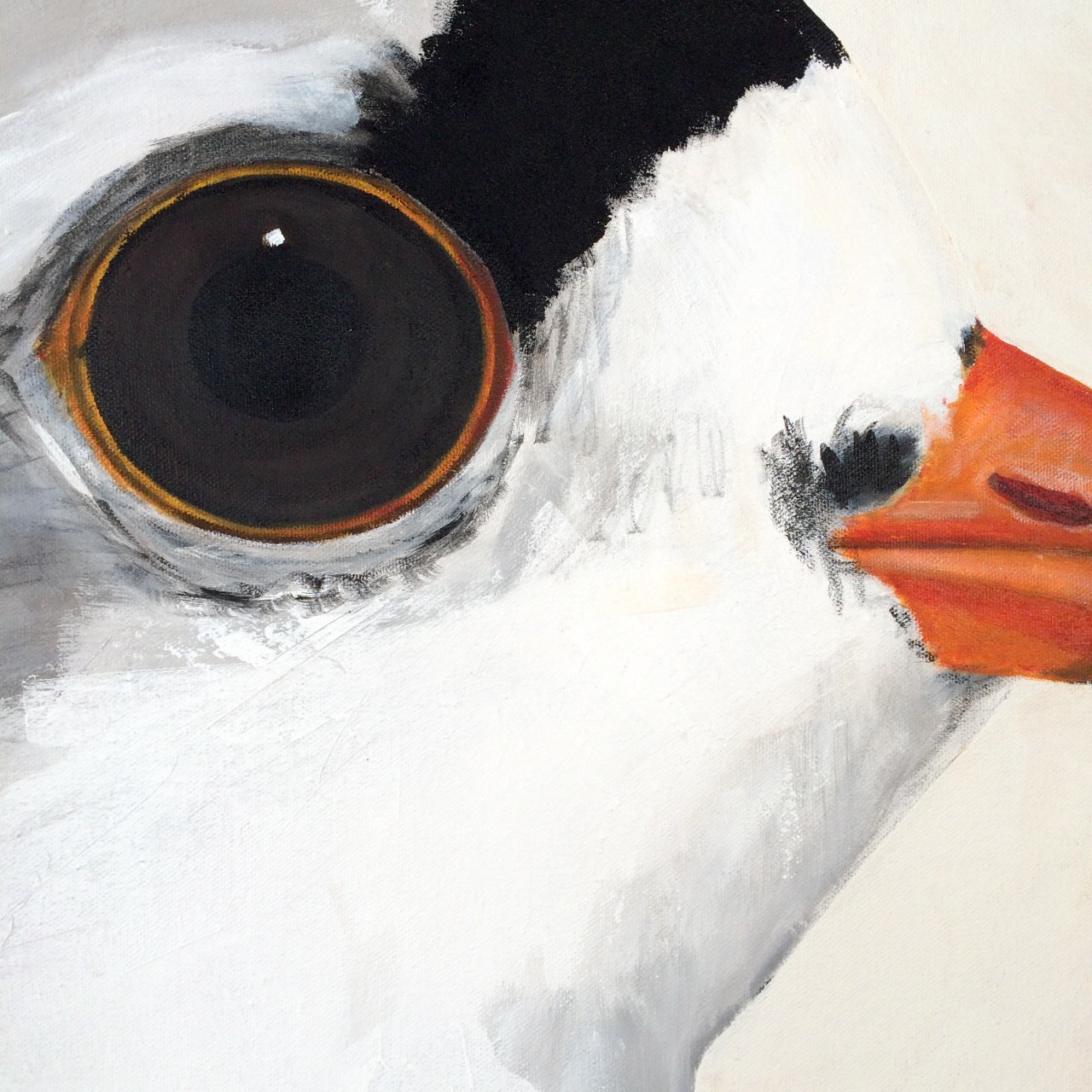 peinture, oiseaux, Îles de la Madeleine, zanimo, exposition, gourmande de nature, galerie, art, bird, birds, painting, bird painting, contemporary art, canadian artist